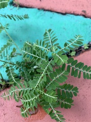 Phyllanthus amarus