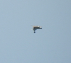 Haliaeetus leucogaster