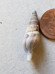 Ophiodermella inermis