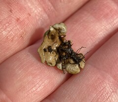 Dermatocarpon luridum