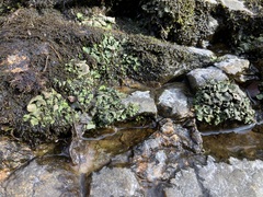 Dermatocarpon luridum