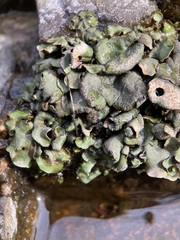 Dermatocarpon luridum