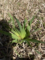 Sisyrinchium rosulatum