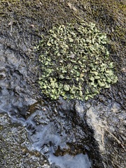 Dermatocarpon luridum