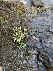 Dermatocarpon luridum