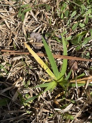 Sisyrinchium rosulatum