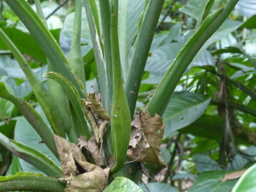 Dieffenbachia oerstedii