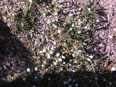 Plagiobothrys collinus