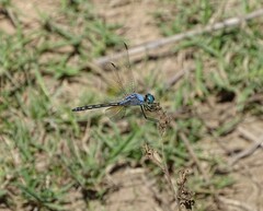 Trithemis stictica