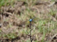 Trithemis stictica