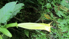 Abelmoschus esculentus