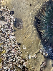 Acanthinucella punctulata