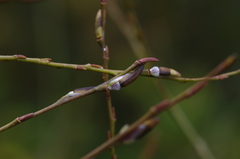 Salix purpurea purpurea