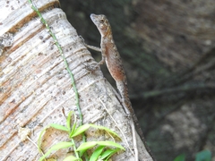Anolis fuscoauratus