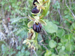 Ophrys sphegodes montenegrina