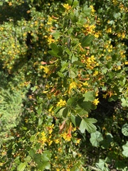 Ribes aureum
