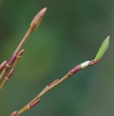 Salix purpurea purpurea