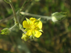 Potentilla ambigens