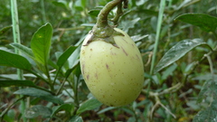 Solanum muricatum