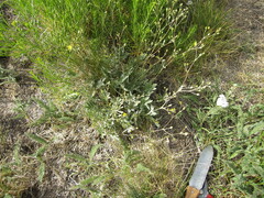 Potentilla ambigens