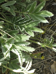 Potentilla ambigens