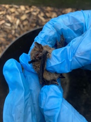 Pipistrellus pipistrellus