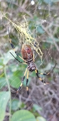 Trichonephila clavipes