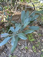 Heteromeles arbutifolia