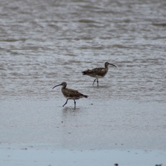 Numenius phaeopus hudsonicus