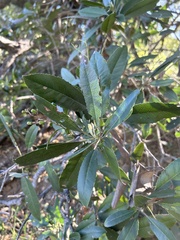 Heteromeles arbutifolia