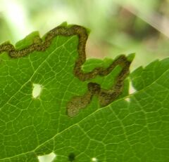 Stigmella lemniscella