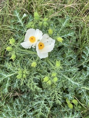 Argemone albiflora