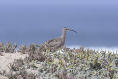 Numenius phaeopus hudsonicus