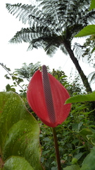 Anthurium andraeanum