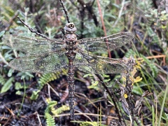Rhionaeschna variegata
