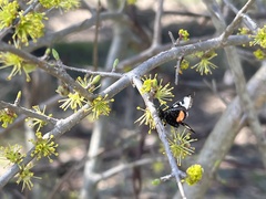 Psychomorpha epimenis
