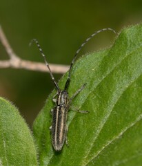 Agapanthia cardui