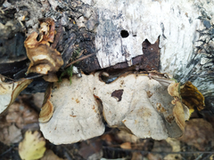 Stereum subtomentosum