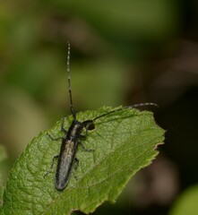 Agapanthia cardui
