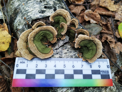 Stereum subtomentosum