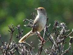 Cisticola fulvicapilla