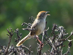 Cisticola fulvicapilla