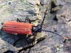 Platycis minutus