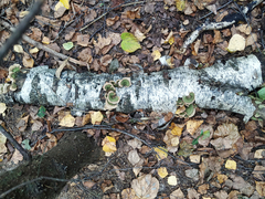 Stereum subtomentosum