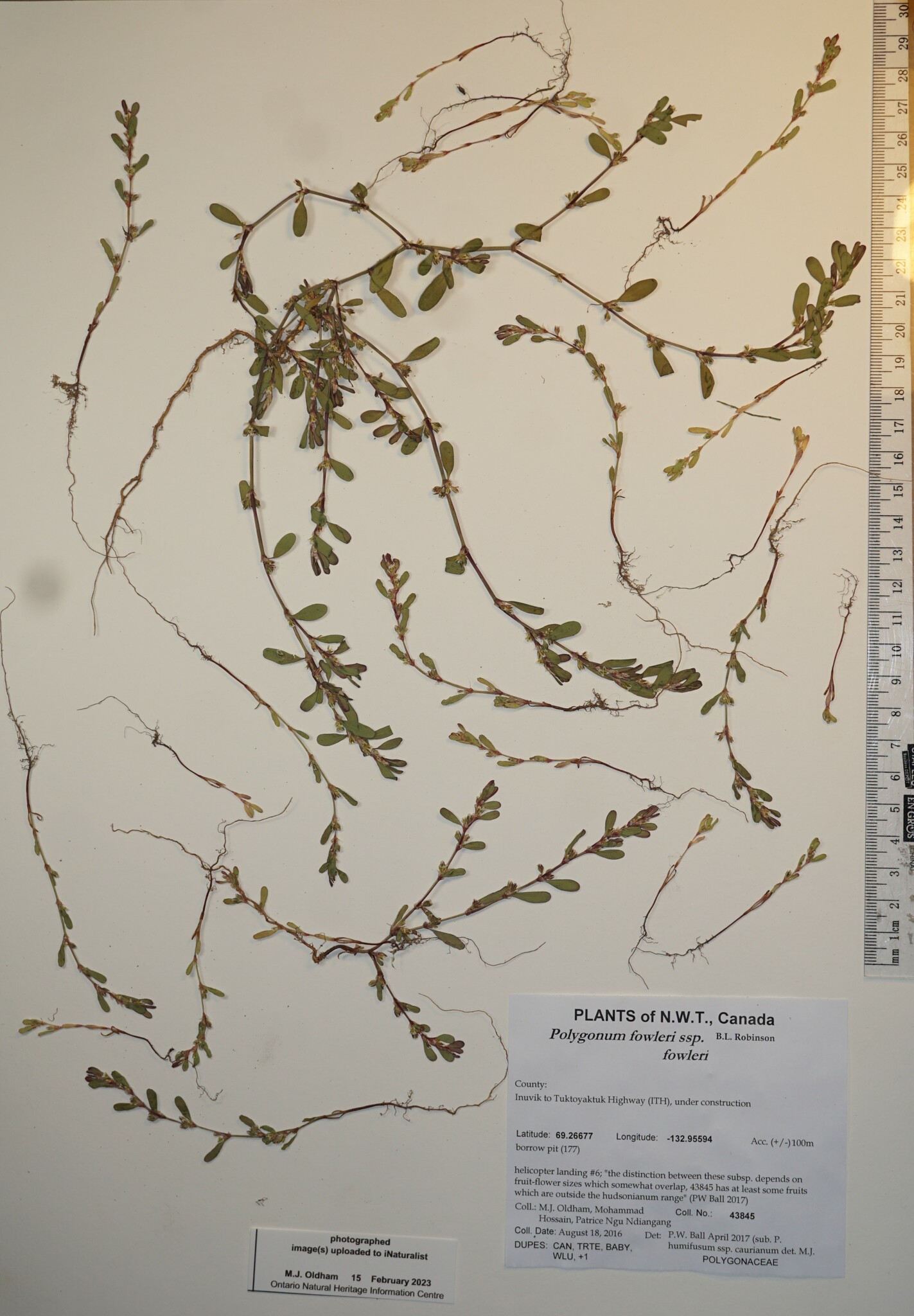 Polygonum fowleri ssp. fowleri