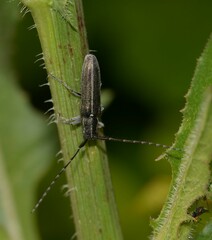 Agapanthia cardui
