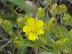 Potentilla gracilis