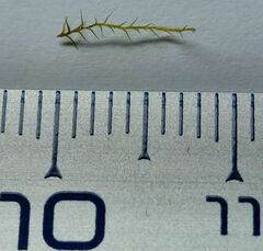 Archidium alternifolium