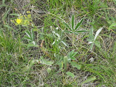 Potentilla gracilis