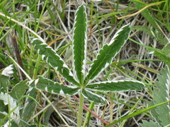 Potentilla gracilis